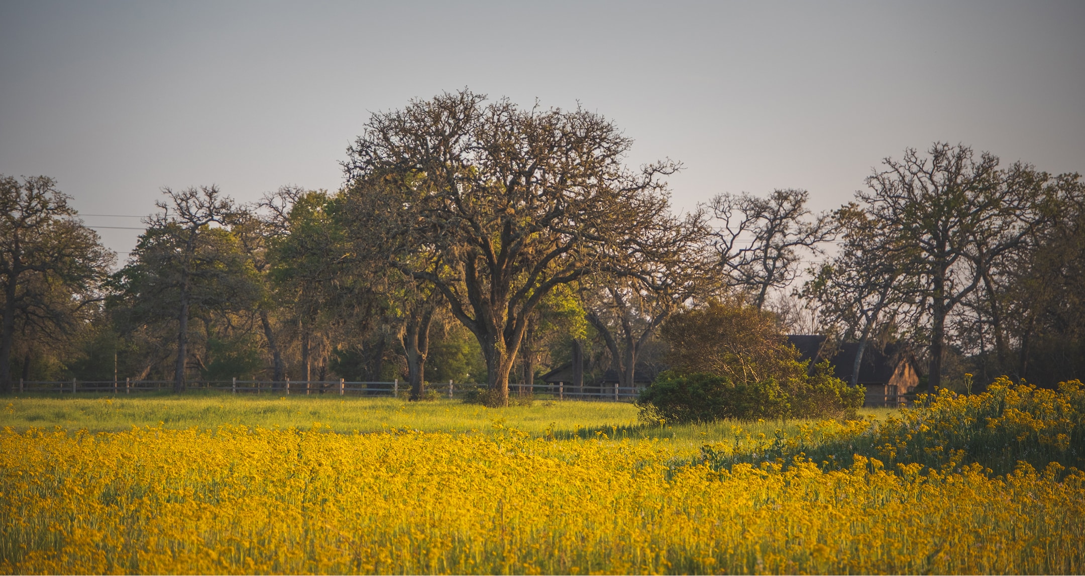 Yellow wildflower field with large trees